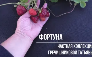 Florida Fortuna / Флорида Фортуна