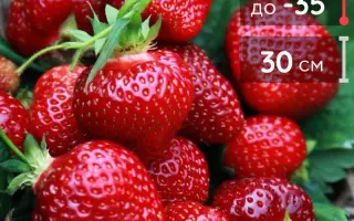 Honeoye / Хонейо