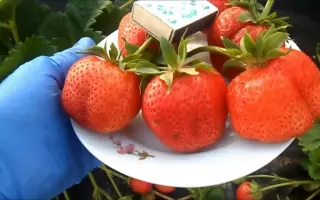 Galiaciv / Галіаців