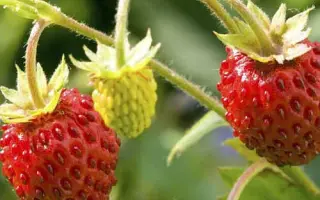 DIPRED / ДІПРЕД