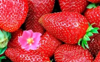 DrisStrawThirtyEight / ДрісСтроуСьортіЕйт