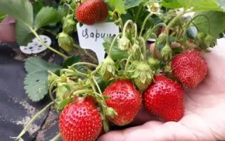 DrisStrawThirtySix / ДрісСтроуСьортіСикс