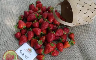 DrisStrawThirtyFour / ДрісСтроуСьортіФор