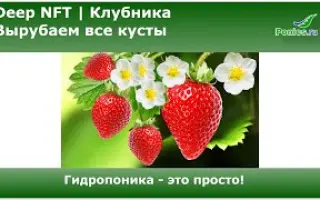 DrisStrawFifty / ДрісСтроуФіфті