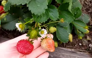 DrisStrawFiftyOne / ДрісСтроуФіфтіВан