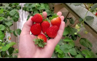 DrisStrawFortySeven / ДрісСтроуФортіСевен