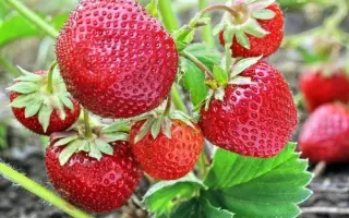 Зенга Зенгана