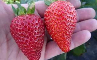 LINOSA / ЛІНОЗА