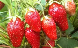 Львовская ранняя / Львівська рання