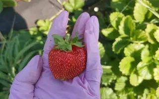 Стефанія