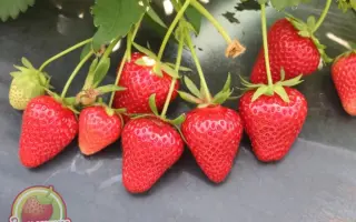 Civri 30 / Чіврі 30