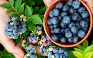 BLUE RIBBON / БЛУ РІББОН