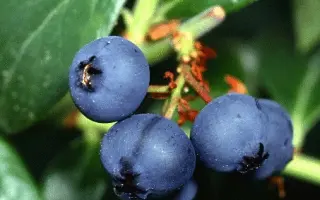 Bluestar 701M / Блустар 701М