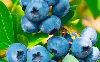 Bluegold / Блюголд