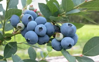 Bluejay / Блюджей