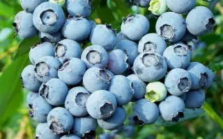 Bluecrop / Блюкроп