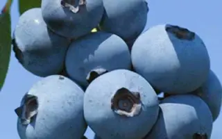 Brigitta Blue / Брігітта Блю