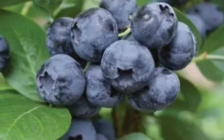 Darrow / Дарроу