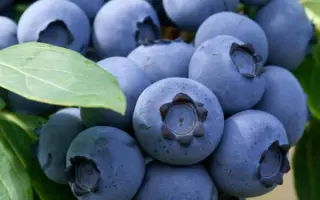 Denise Blue / Деніс Блю