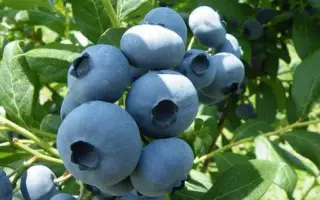 Draper / Драпер