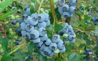 elizabeth / Елізабет