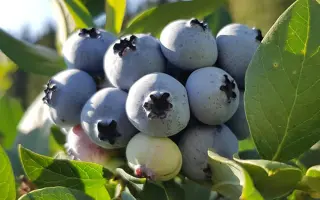 Elliott / Елліотт