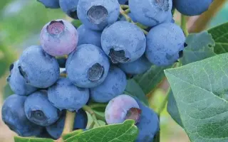 Earliblue / Ерліблю