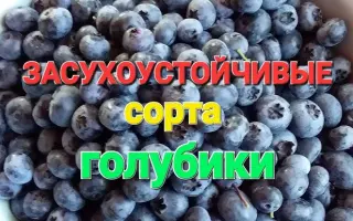 CLOCKWORK / КЛОКВОРК