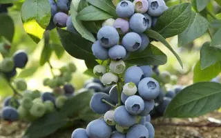 LAST CALL / ЛАСТ КОЛЛ