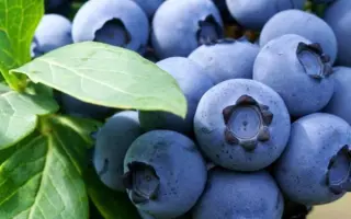 Liberty / Ліберті