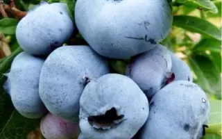 MegasBlue / МегасБлу