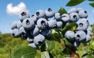 NELSON / НЕЛЬСОН