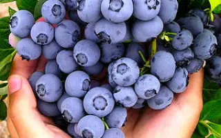 PASTEL / ПАСТЕЛЬ