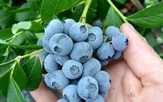 Patriot / Патріот