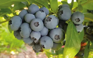 SIMULTAN / СІМУЛТАН