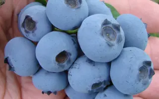 Spartan / Спартан