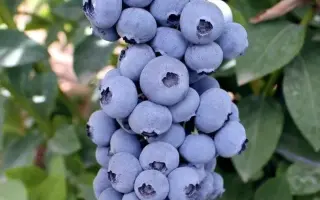 Titanium / Титаніум