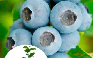 TOP SHELF / ТОП ШЕЛФ