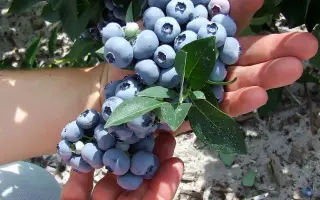 Hannahs choise / Ханнас Чойс