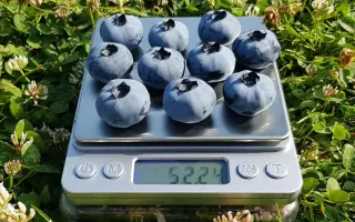 CHANDLER / ЧЕНДЛЕР