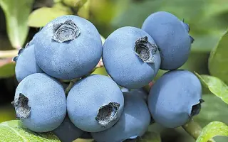 Chanticleer / Шантеклер