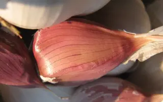 Золочівський замок