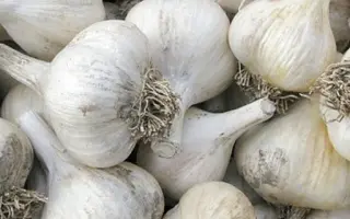 Мереф'янський білий