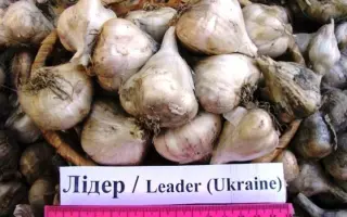 Лідер