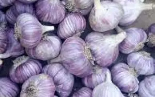 Харьковский фиолетовый / Харківський фіолетовий