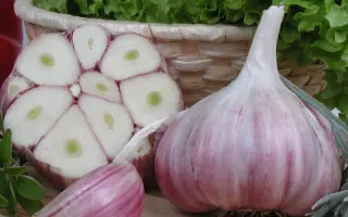 Harnas / Харнас