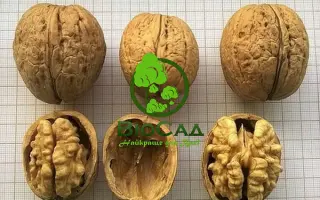 Біт харківський