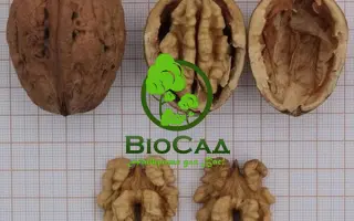 Боришківецький 1