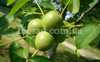 Буковинский 1 / Буковинський 1