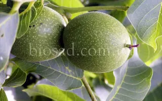 Буковинский 2 (8804524) / Буковинський 2